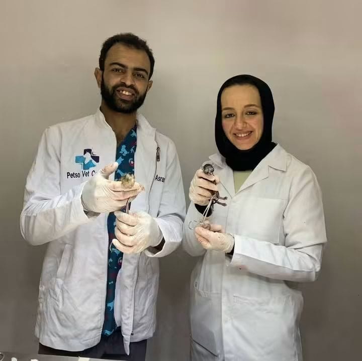عيادة "بيتسو" بالأسكندرية تنجح في إجراء عملية جراحية معقدة لكلب